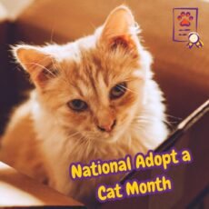 National Adopt a Cat Month: mes busca dar hogar a los gatos