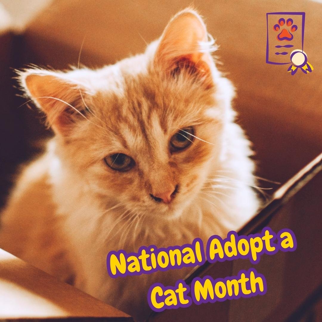 Gato rescatado durante el National Adopt a Cat Month en un hogar cálido y acogedor