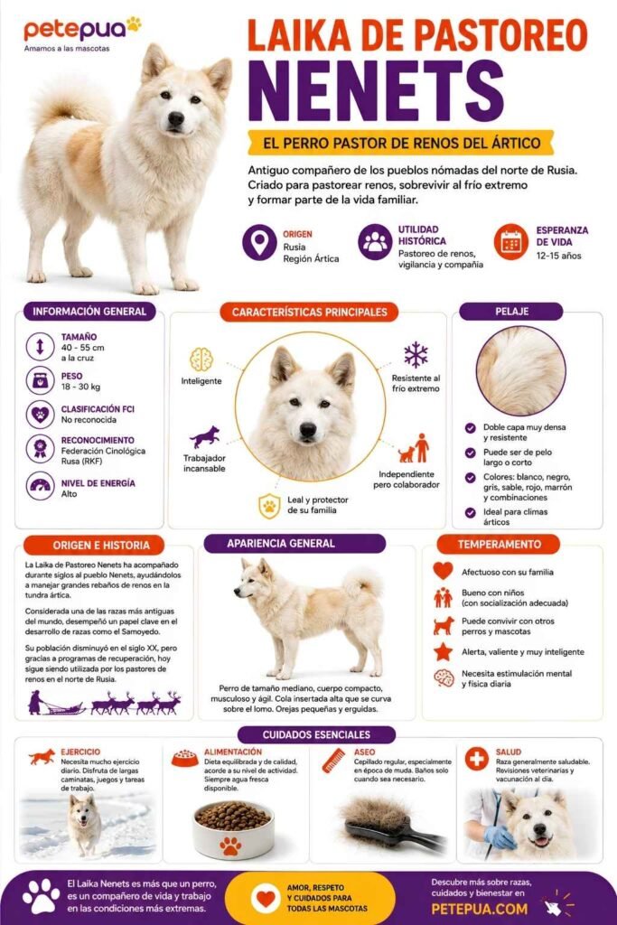 Infografía del Laika de Pastoreo Nenets mostrando su origen en Rusia, características físicas, temperamento, pelaje, cuidados, salud y datos generales de esta antigua raza de trabajo del Ártico.