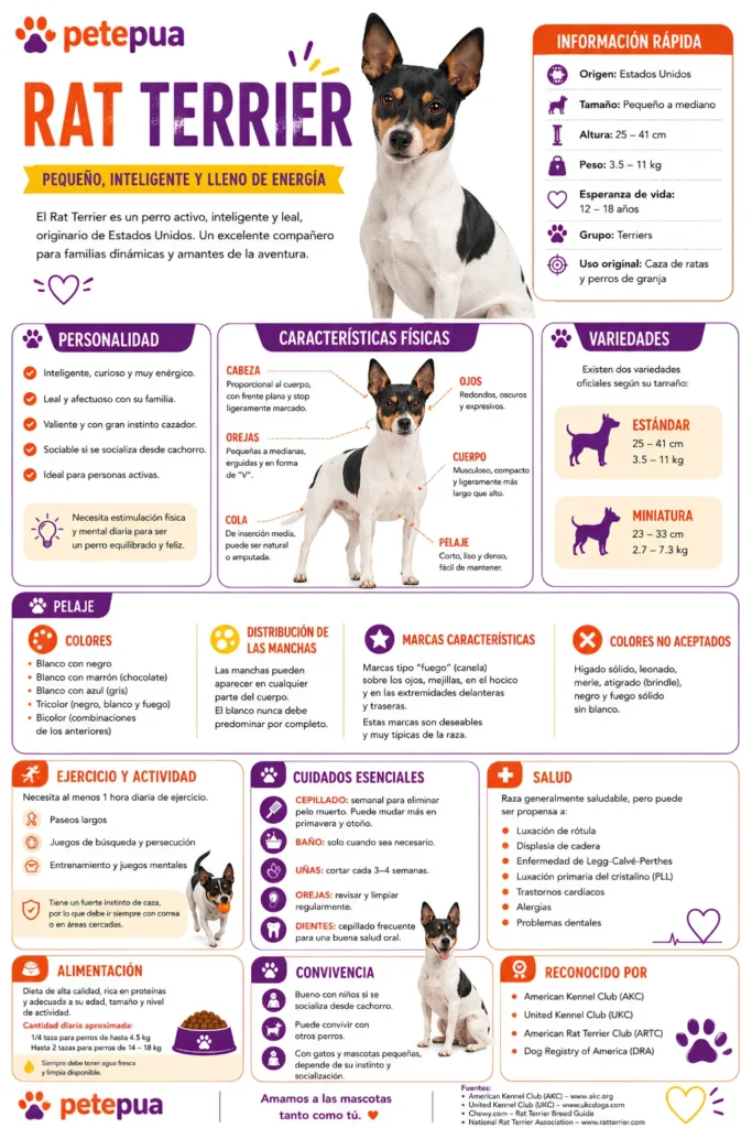 Infografía del Rat Terrier con información sobre características físicas, personalidad, cuidados, alimentación, salud y ejercicio de la raza.