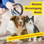 Perro y gato y Veterinario escaneando el microchip de un perro durante el National Microchipping Month