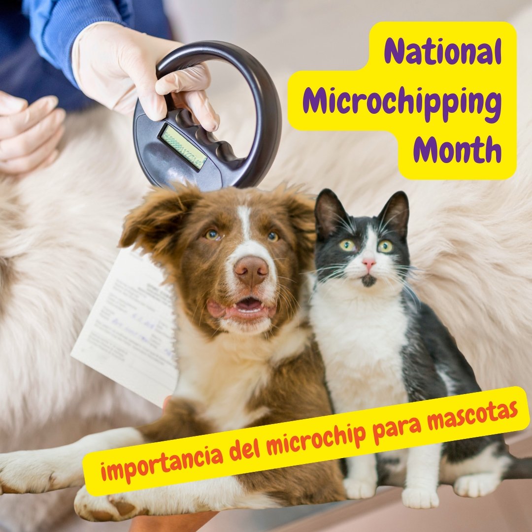 Perro y gato y Veterinario escaneando el microchip de un perro durante el National Microchipping Month