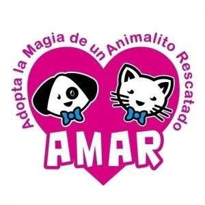 Fundacion-AMAR-de-mexico Adopcón de animales. Fundación AMAR (Guadalajara México)