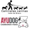 Caminatas Caninas Valle de Bravo / @mxayudog